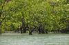 фото мангровые заросли
[URL="http://www.axinet.ru/showthread.php?t=1185"]рассказ об экскурсии по мангровым зарослям[/URL]