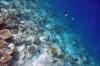 фото подводный мир Мальдив
