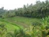 пейзаж рисового поля, и главного храма Бали - Бесаких