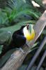 фото Фос-ду-Игуасу фото Бразилия
парк птиц