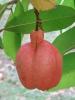 Акки - национальный фрукт Ямайки