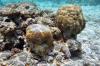 фото подводный мир Мальдив

