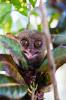 тарсиеры или долгопяты - самые маленькие обезьяны на Земле - одна из главных достопримечательностей Бохола