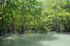 фото мангровые заросли
[URL="http://www.axinet.ru/showthread.php?t=1185"]рассказ об экскурсии по мангровым зарослям[/URL]