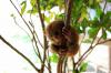 тарсиеры или долгопяты - самые маленькие обезьяны на Земле - одна из главных достопримечательностей Бохола