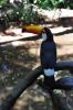 фото Фос-ду-Игуасу фото Бразилия
[URL="http://www.axinet.ru/showthread.php?t=1463"]о парке птиц и других достопримечательностях Фос-ду-Игуасу[/URL]