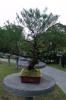 фото Ботанический сад Сингапур