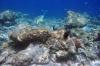 фото подводный мир Мальдив