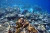 фото подводный мир Мальдив
