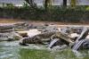фото Лангкави – крокодиловая ферма 
[URL="http://www.axinet.ru/showthread.php?t=1183"]рассказ о крокодиловой ферме[/URL]